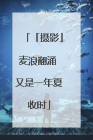 「摄影」麦浪翻涌 又是一年夏收时