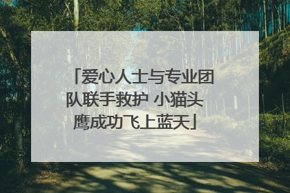 爱心人士与专业团队联手救护 小猫头鹰成功飞上蓝天