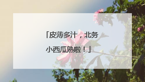 皮薄多汁，北务小西瓜熟啦！