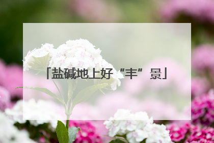 盐碱地上好“丰”景