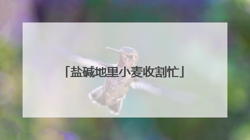 盐碱地里小麦收割忙