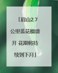 眉山2.7公里蓝花楹盛开 花期将持续到下月