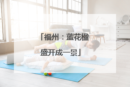 福州：蓝花楹盛开成一景