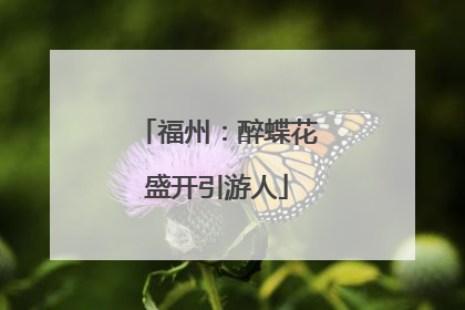 福州：醉蝶花盛开引游人