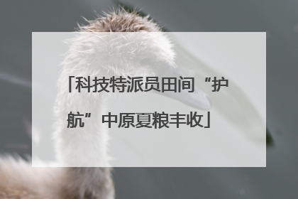 科技特派员田间“护航”中原夏粮丰收