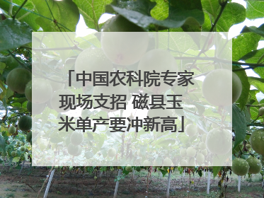 中国农科院专家现场支招 磁县玉米单产要冲新高