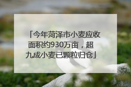 今年菏泽市小麦应收面积约930万亩，超九成小麦已颗粒归仓