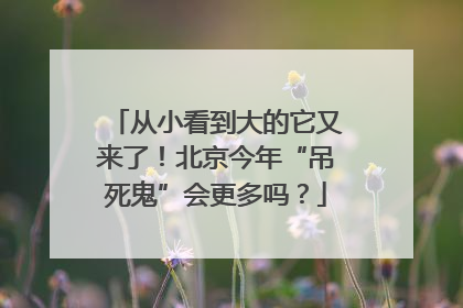 从小看到大的它又来了！北京今年“吊死鬼”会更多吗？