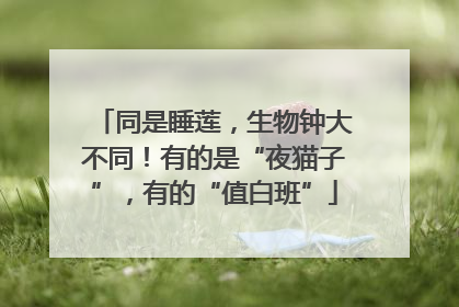 同是睡莲，生物钟大不同！有的是“夜猫子”，有的“值白班”