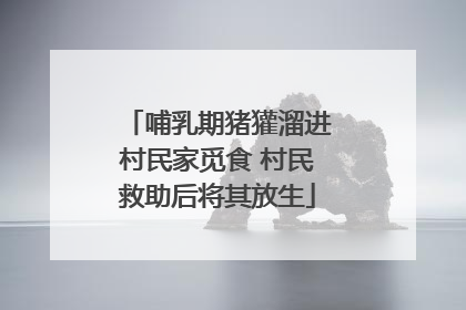 哺乳期猪獾溜进村民家觅食 村民救助后将其放生