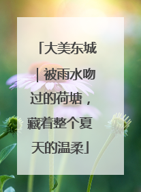 大美东城｜被雨水吻过的荷塘，藏着整个夏天的温柔