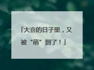 大喜的日子里，又被“萌”到了！