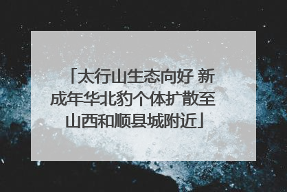 太行山生态向好 新成年华北豹个体扩散至山西和顺县城附近