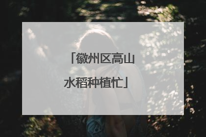 徽州区高山水稻种植忙