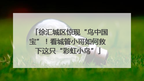 徐汇城区惊现“鸟中国宝”！看城管小哥如何救下这只“彩虹小鸟”