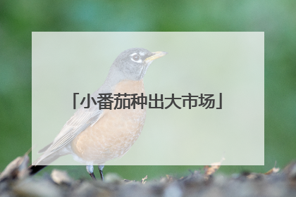 小番茄种出大市场