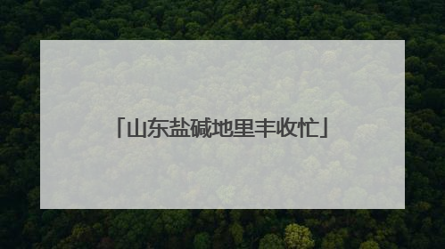 山东盐碱地里丰收忙