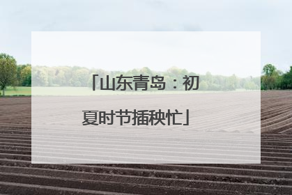山东青岛：初夏时节插秧忙