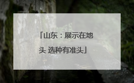 山东：展示在地头 选种有准头