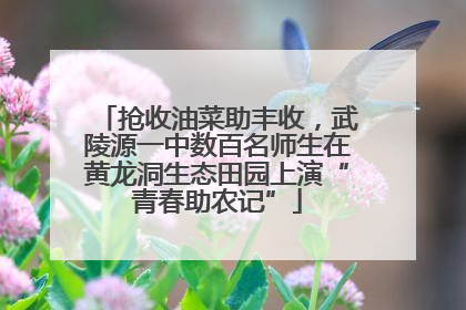 抢收油菜助丰收，武陵源一中数百名师生在黄龙洞生态田园上演“青春助农记”