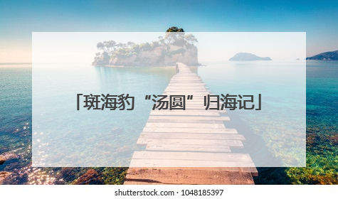斑海豹“汤圆”归海记