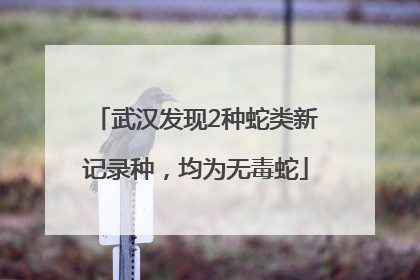 武汉发现2种蛇类新记录种，均为无毒蛇