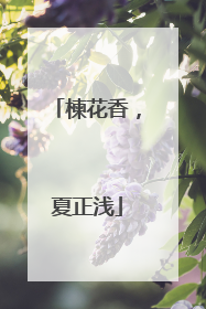 楝花香，夏正浅
