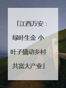 江西万安：绿叶生金 小叶子撬动乡村共富大产业