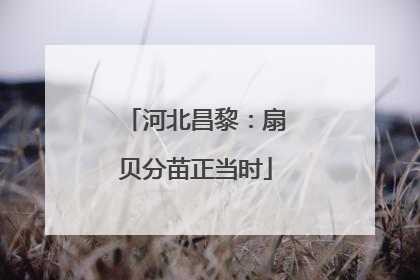 河北昌黎：扇贝分苗正当时
