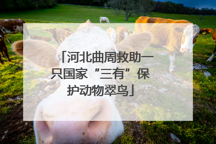 河北曲周救助一只国家“三有”保护动物翠鸟