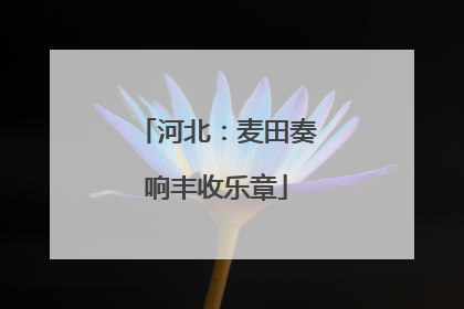 河北：麦田奏响丰收乐章