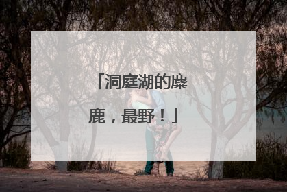 洞庭湖的麋鹿，最野！