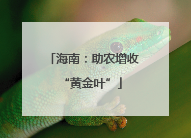 海南：助农增收 “黄金叶”