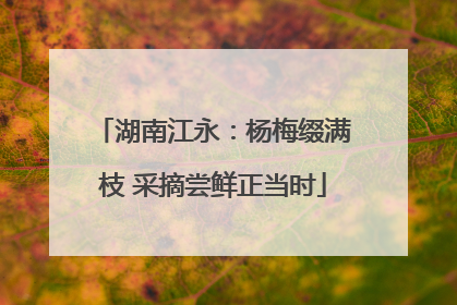 湖南江永：杨梅缀满枝 采摘尝鲜正当时