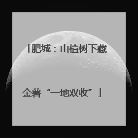 肥城：山楂树下藏金薯“一地双收”