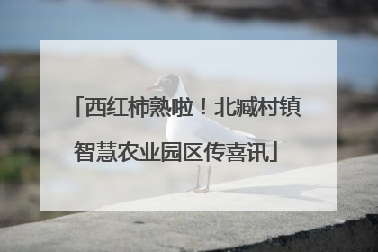 西红柿熟啦！北臧村镇智慧农业园区传喜讯