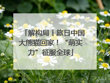 解构局丨旅日中国大熊猫回家！“萌实力”征服全球