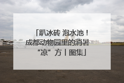 趴冰砖 泡水池！成都动物园里的消暑“凉”方丨图集