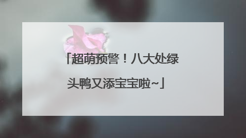 超萌预警！八大处绿头鸭又添宝宝啦~