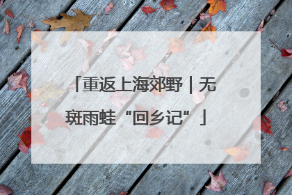 重返上海郊野｜无斑雨蛙“回乡记”