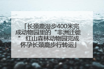 长颈鹿漫步400米完成动物园里的“非洲迁徙” 红山森林动物园完成怀孕长颈鹿步行转运