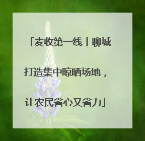 麦收第一线丨聊城打造集中晾晒场地，让农民省心又省力