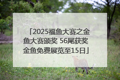 2025福鱼大赛之金鱼大赛颁奖 56尾获奖金鱼免费展览至15日